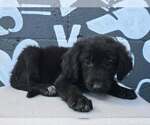 Small Photo #4 Labrador Retriever-Unknown Mix Puppy For Sale in Brewster, NY, USA
