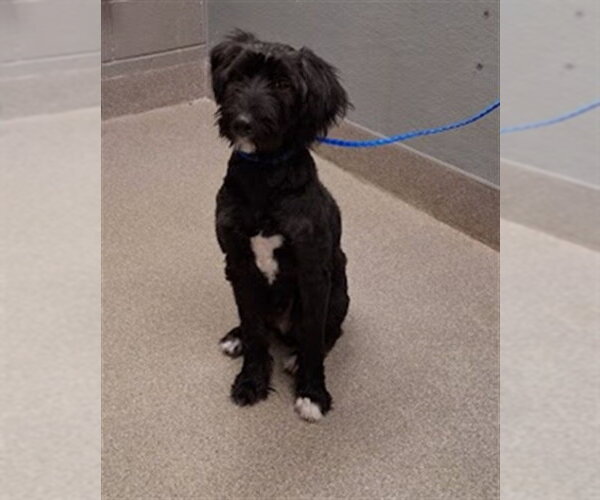 Medium Photo #1 Poodle (Standard)-Unknown Mix Puppy For Sale in Las Vegas, NV, USA
