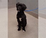 Small Poodle (Standard) Mix