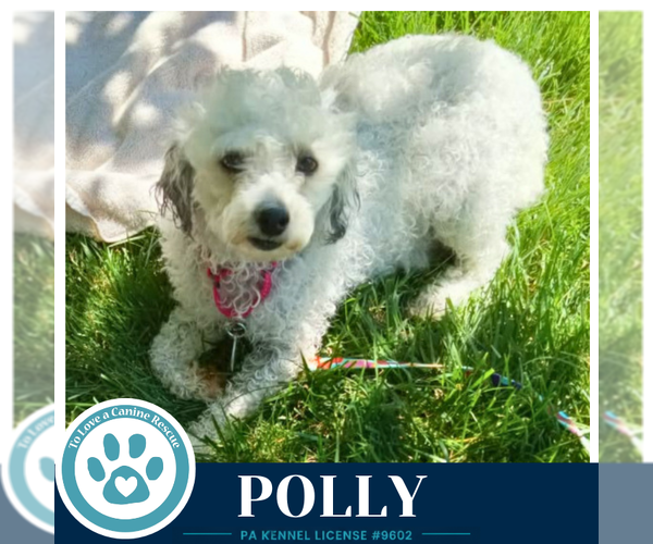 Medium Photo #1 Poodle (Miniature) Puppy For Sale in Kimberton, PA, USA