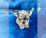 Small Photo #52 French Bulldog Puppy For Sale in SCREVEN, GA, USA