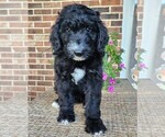Small #2 Aussiedoodle