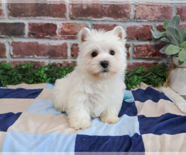 Medium Photo #2 West Highland White Terrier Puppy For Sale in SYRACUSE, IN, USA