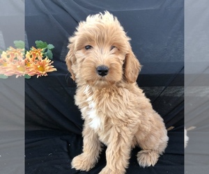 Goldendoodle-Poodle (Standard) Mix Puppy for sale in NARVON, PA, USA
