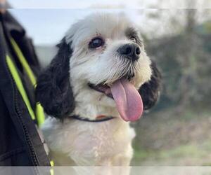 Rock - Female Shih Tzu Dog for Adoption