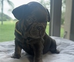 Small #8 French Bulldog