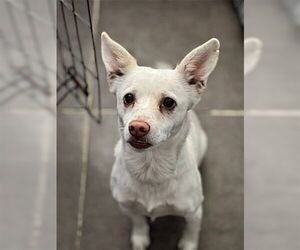 Medium Chihuahua-pomeranian spitz Mix