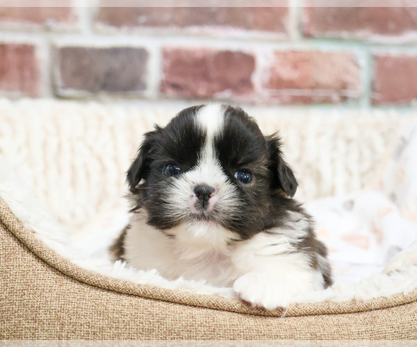 Medium Photo #6 Shih Tzu Puppy For Sale in SYRACUSE, IN, USA