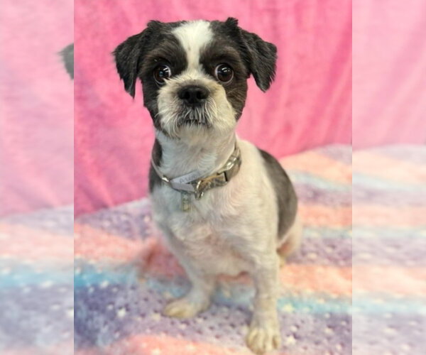 Medium Photo #1 Shih Tzu-Unknown Mix Puppy For Sale in Lakewood, CO, USA