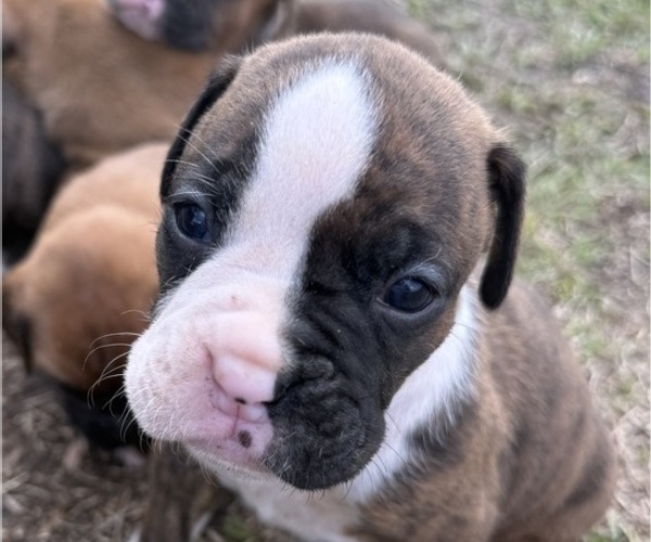 Medium Photo #1 Boxer Puppy For Sale in BONIFAY, FL, USA