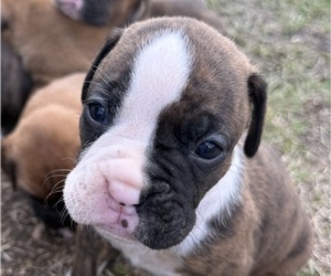 Boxer Puppy for sale in BONIFAY, FL, USA