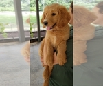 Small Photo #2 Goldendoodle Puppy For Sale in CLARKSVILLE, TX, USA