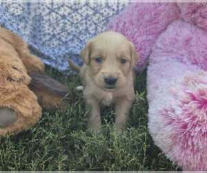 Golden Retriever Puppy for sale in RIGA, MI, USA