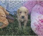 Small Golden Retriever