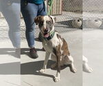 Small #2 Catahoula Leopard Dog