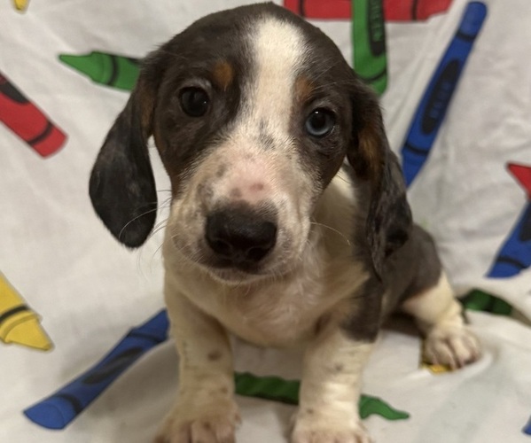 Medium Photo #3 Dachshund Puppy For Sale in LUMBERTON, NC, USA