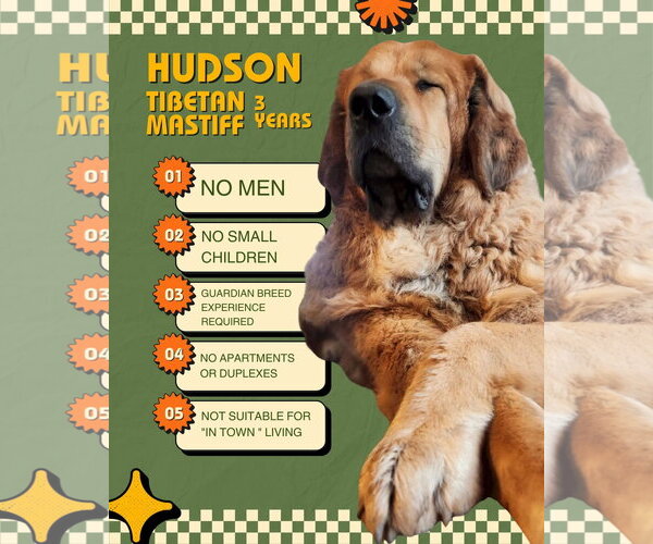 Medium Photo #5 Tibetan Mastiff Puppy For Sale in New London, WI, USA