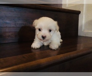 Maltipoo-Poodle (Toy) Mix Puppy for sale in CHINO, CA, USA