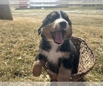 Puppy Ida Bernese Mountain Dog