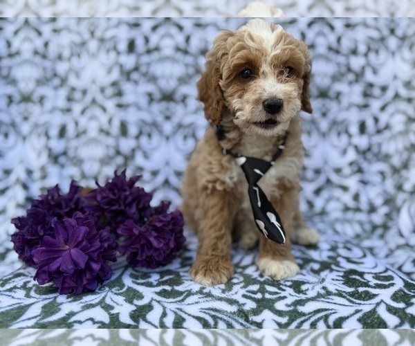 Medium Photo #6 Cock-A-Poo Puppy For Sale in LAKELAND, FL, USA