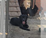 Small #1 Mutt