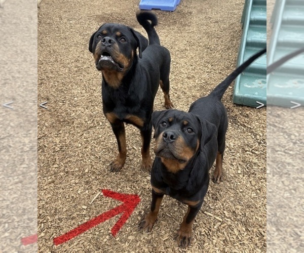 Medium Photo #5 Rottweiler Puppy For Sale in SATELLITE BEACH, FL, USA