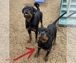 MaryJane - Female Rottweiler Dog for Adoption - Photo #5