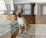 Small #12 Huskies -Labrador Retriever Mix