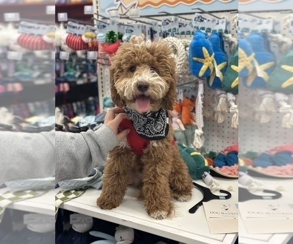 Medium Photo #1 Goldendoodle (Miniature) Puppy For Sale in ALLENTOWN, PA, USA