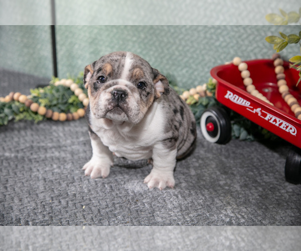 Medium Photo #1 Victorian Bulldog Puppy For Sale in MILLERSBURG, IN, USA