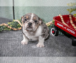 Puppy Tatiana Victorian Bulldog