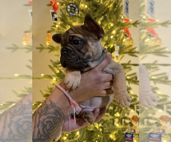 Medium Photo #2 French Bulldog Puppy For Sale in BOYD, TX, USA