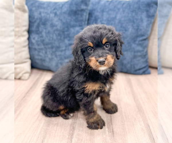 Medium Photo #2 Bernedoodle (Miniature) Puppy For Sale in DUNDEE, OH, USA
