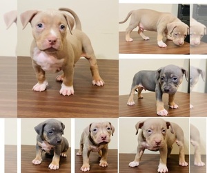 American Bully Puppy for sale in HOUSTON, TX, USA