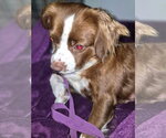 Small #2 Mutt