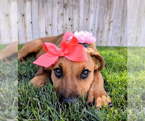 Artie Marie - Female Mutt Dog for Adoption - Photo #17