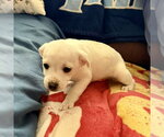 Small #1 Mutt