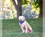 Small Photo #12 Mutt Puppy For Sale in Unionville, PA, USA