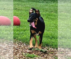 Mutt Dogs for adoption in Bloomingdale, NJ, USA