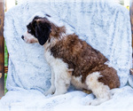 Small #3 Saint Bernard