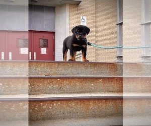 Rottweiler Puppy for sale in OAKLAND GARDENS, NY, USA