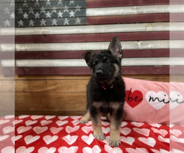 Medium Photo #3 German Shepherd Dog Puppy For Sale in AUSTIN, IN, USA
