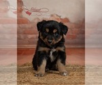 Puppy DIVA Australian Shepherd