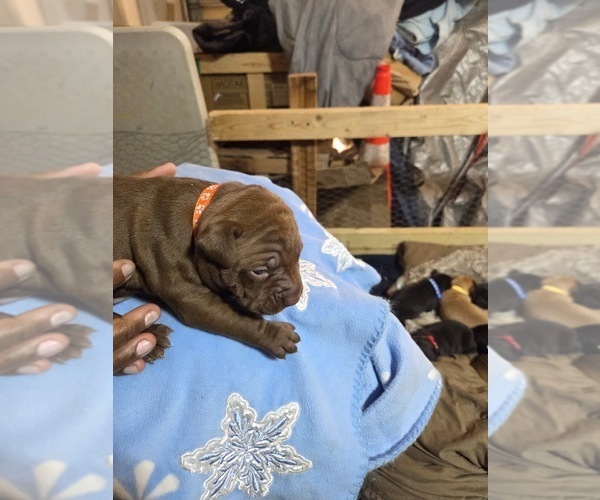 Medium Photo #7 American Pit Bull Terrier Puppy For Sale in CHARLOTTE, NC, USA