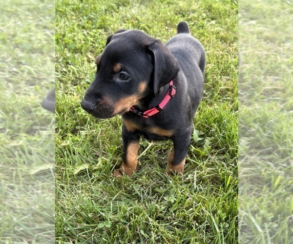 Medium Photo #8 Doberman Pinscher Puppy For Sale in WESTON, WI, USA