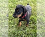 Small #1 Doberman Pinscher