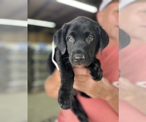 Labrador Retriever Puppy for sale in GREENVILLE, NC, USA