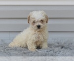 Small #1 Poodle (Miniature)