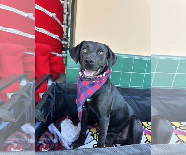 Medium Photo #6 Labrador Retriever-Unknown Mix Puppy For Sale in San Diego, CA, USA
