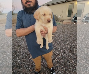 Labrador Retriever Puppy for sale in ARIZONA CITY, AZ, USA